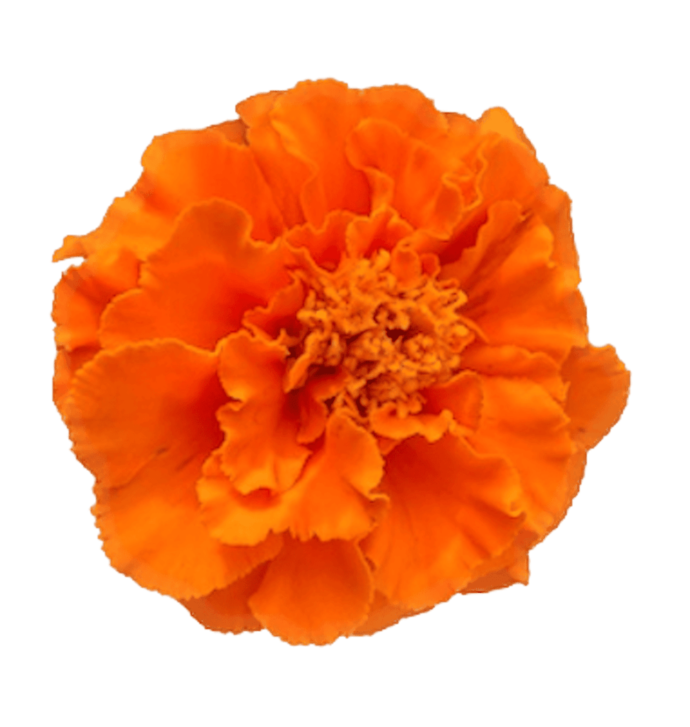 single calendula flower with no background