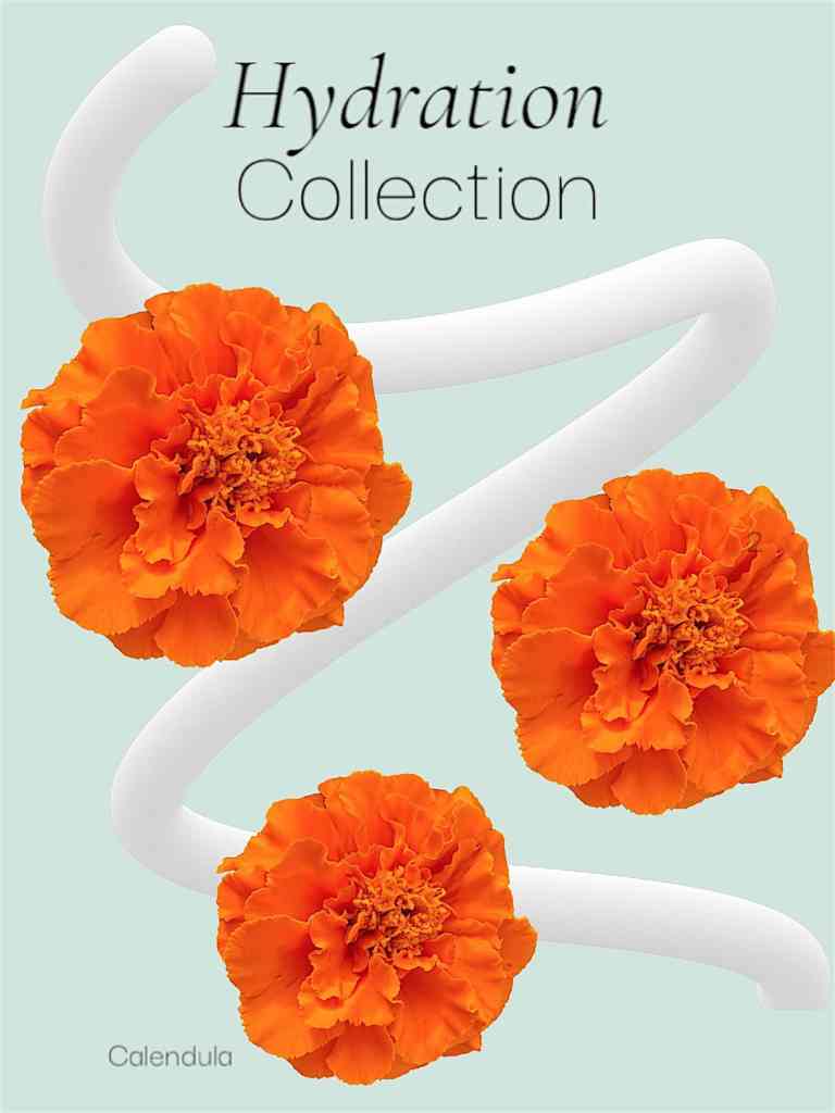 calendula in hydration collection