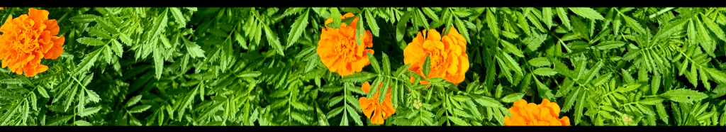 strip of calendula plants